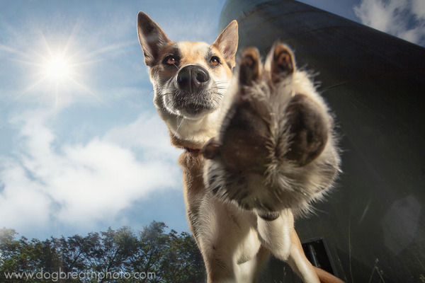 Dog Breath Photography By Kaylee Greer.