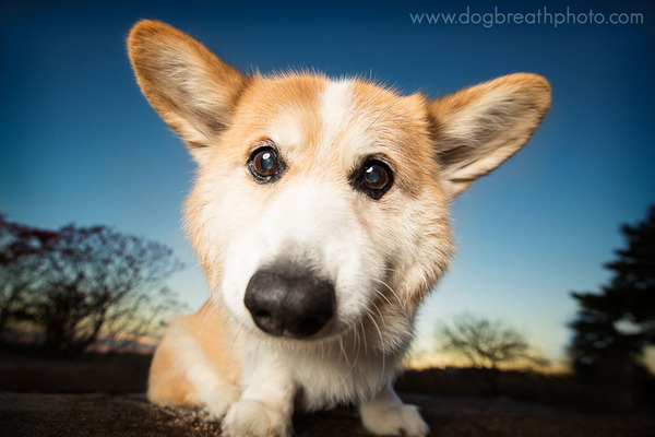 Dog Breath Photography By Kaylee Greer.