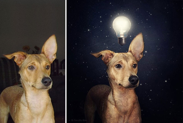 Surreal Pictures With Shelter Dogs