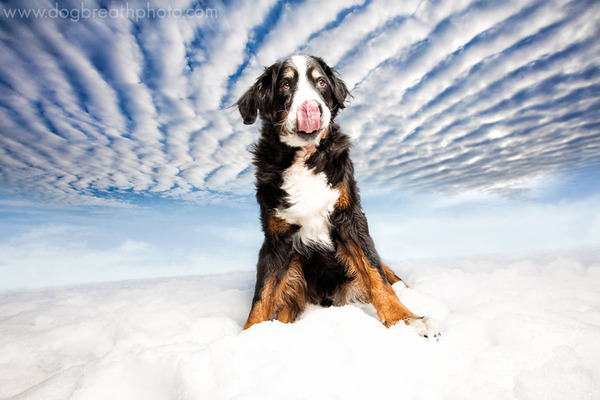 Dog Breath Photography By Kaylee Greer.