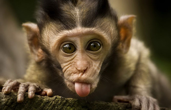Hilarious Pictures Of Animals With Their Tongues Sticking Out