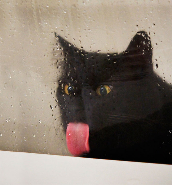 Hilarious Pictures Of Animals With Their Tongues Sticking Out