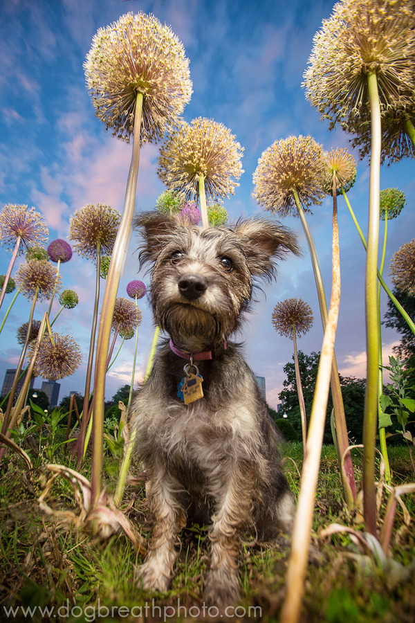 Dog Breath Photography By Kaylee Greer.