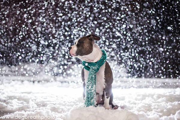 Dog Breath Photography By Kaylee Greer.