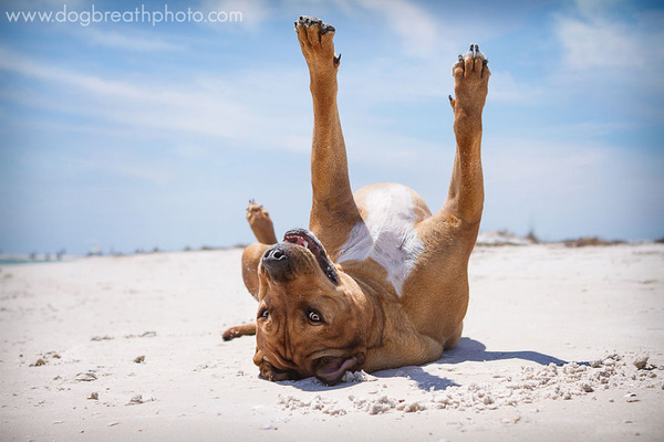 Dog Breath Photography By Kaylee Greer.