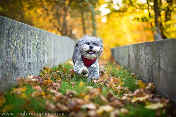 Dog Breath Photography By Kaylee Greer.