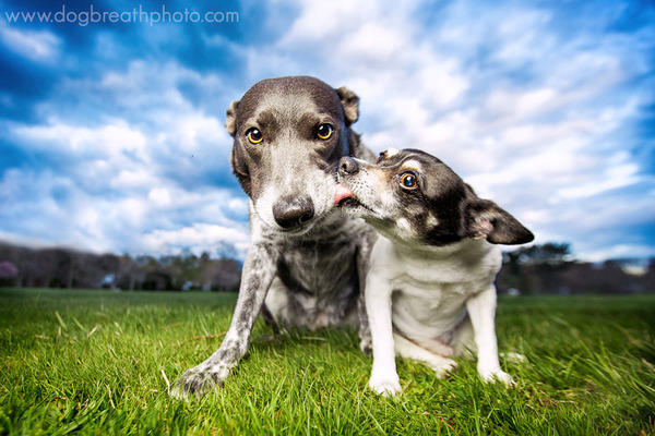 Dog Breath Photography By Kaylee Greer.