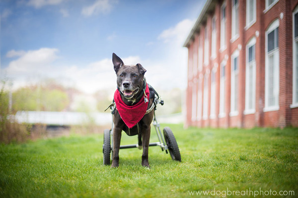 Dog Breath Photography By Kaylee Greer.