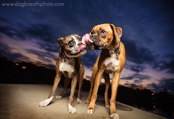 Dog Breath Photography By Kaylee Greer.