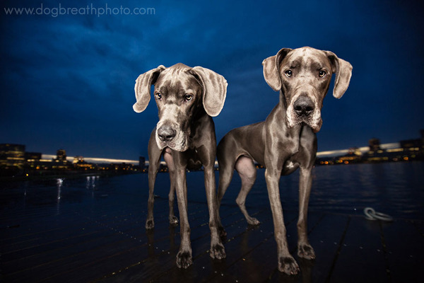 Dog Breath Photography By Kaylee Greer.