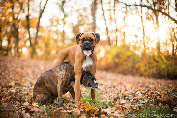 Dog Breath Photography By Kaylee Greer.