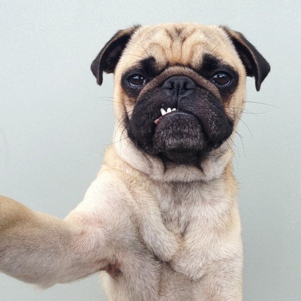 27 Reasons Why Pugs Are Better Than Beyoncé