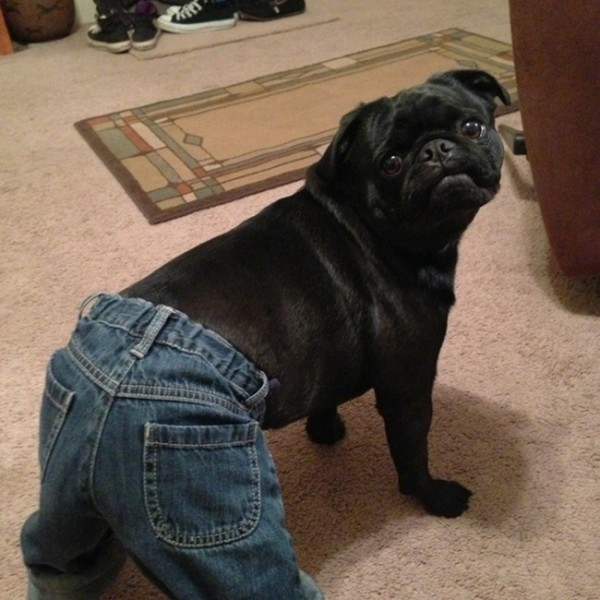 27 Reasons Why Pugs Are Better Than Beyoncé