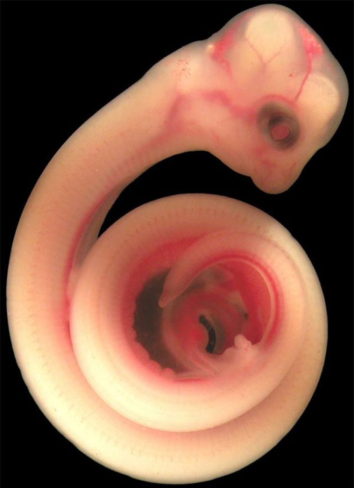 Unborn Animals In The Womb