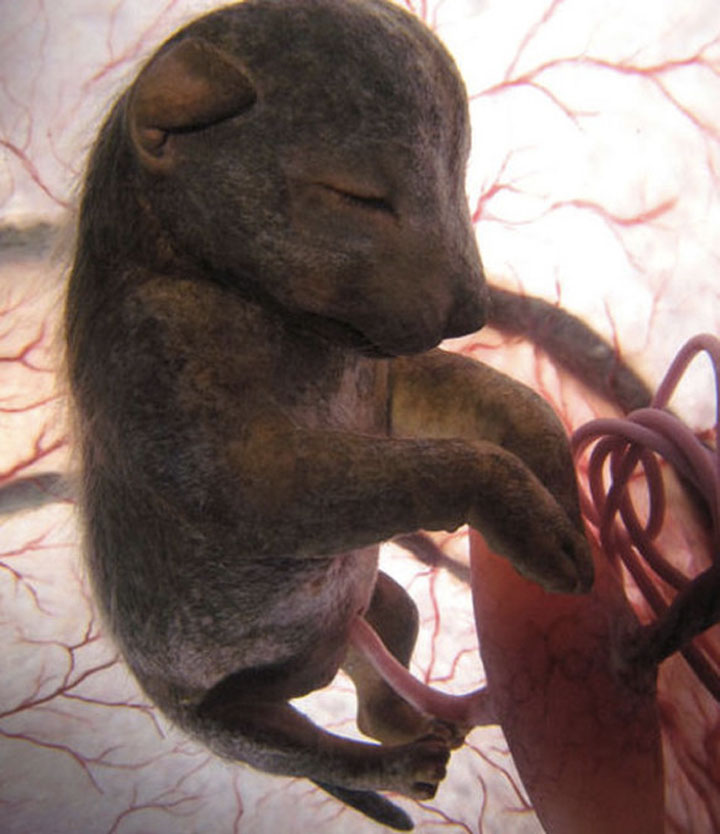 Unborn Animals In The Womb