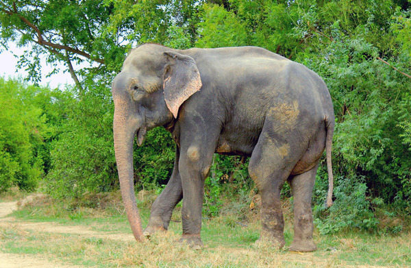 crying-elephant-raju-rescued