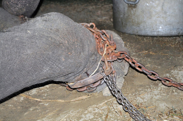 crying-elephant-raju-rescued