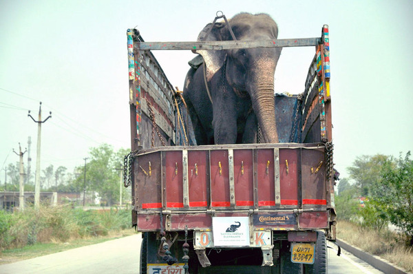 crying-elephant-raju-rescued