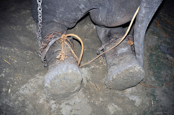 crying-elephant-raju-rescued