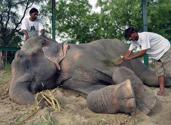 crying-elephant-raju-rescued