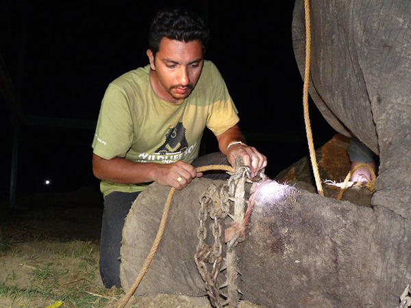 crying-elephant-raju-rescued