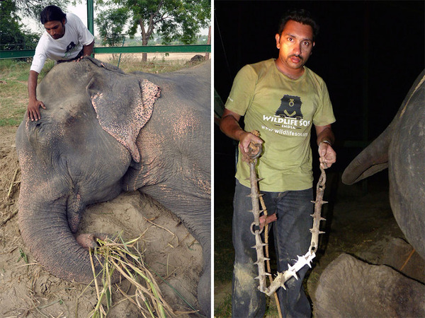 crying-elephant-raju-rescued