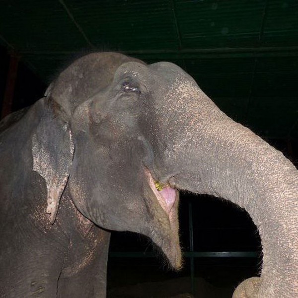 crying-elephant-raju-rescued