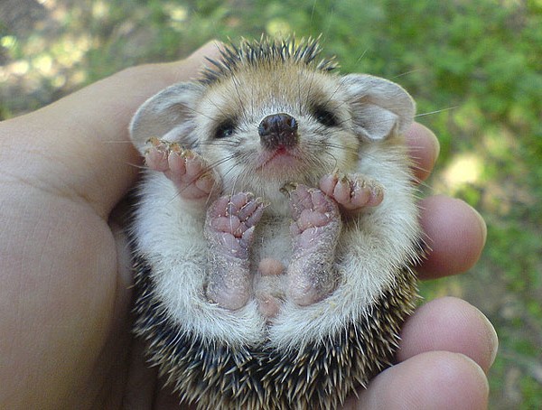 adorable tiny animals