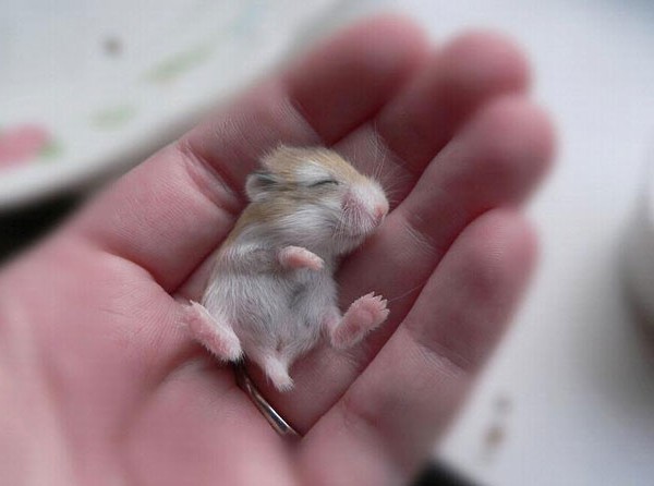 tiny baby animals