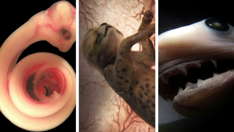 12 Absolutely Magnificent Pictures Of Animals In The Womb By National  Geographic You Gotta See To