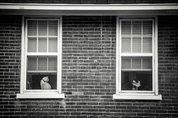              The Mysterious Lives Of Cats Captured In Black And White Photography            