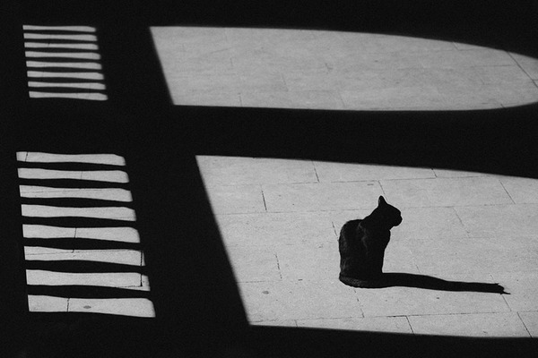              The Mysterious Lives Of Cats Captured In Black And White Photography            