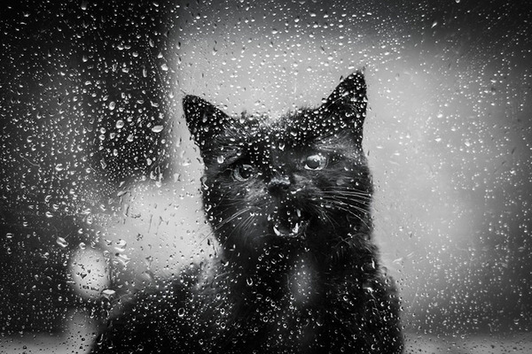              The Mysterious Lives Of Cats Captured In Black And White Photography            