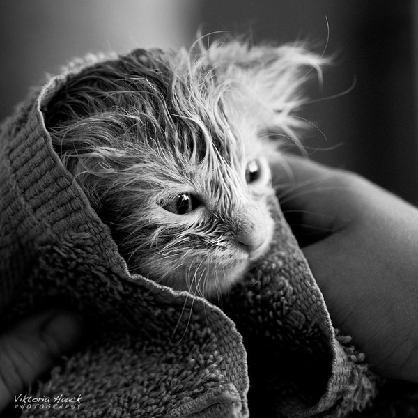              The Mysterious Lives Of Cats Captured In Black And White Photography            