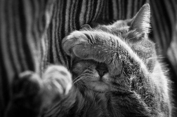              The Mysterious Lives Of Cats Captured In Black And White Photography            