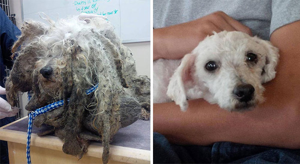 Before-And-After Photos Of Rescued Dogs