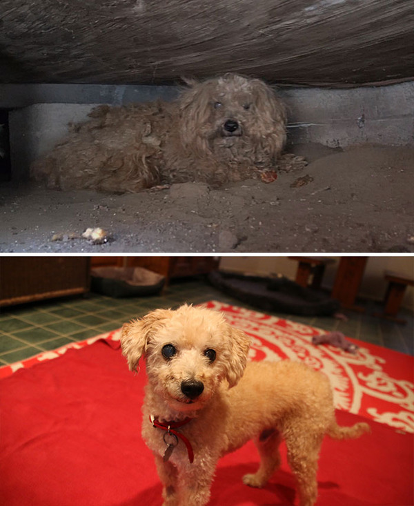 Before-And-After Photos Of Rescued Dogs