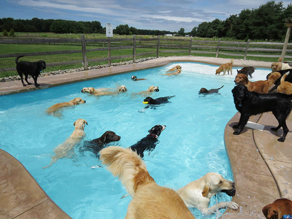 Dog Pool Party 