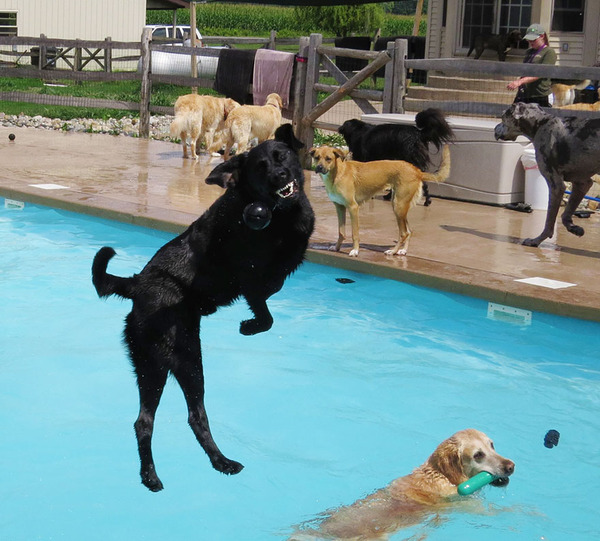 Dog Pool Party 