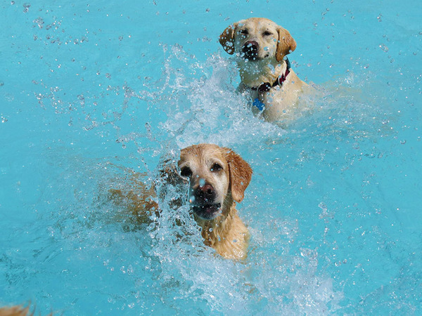 Dog Pool Party 