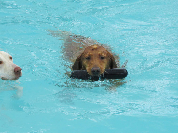 Dog Pool Party 