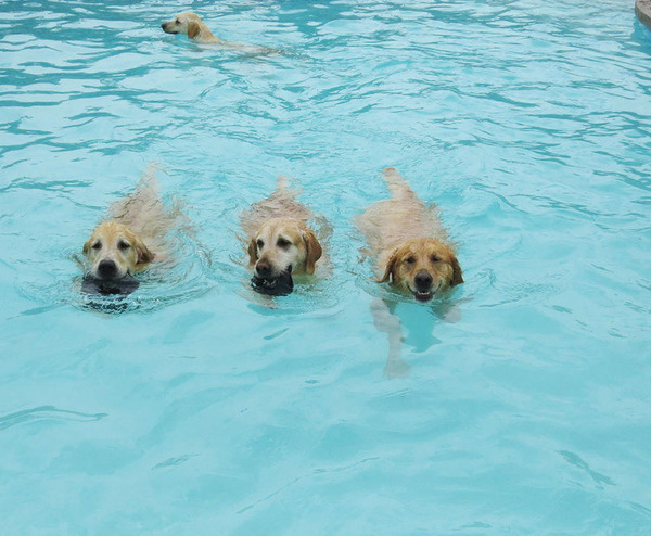 Dog Pool Party 