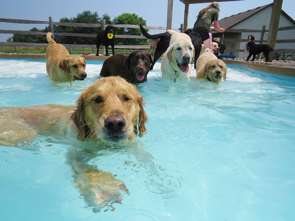 Dog Pool Party 