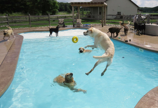 Dog Pool Party 