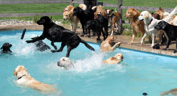 Dog Pool Party 