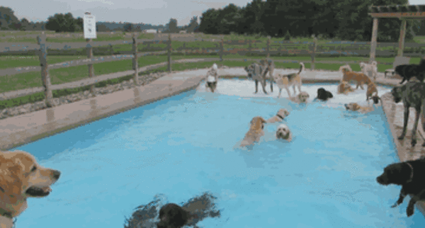Dog Pool Party 