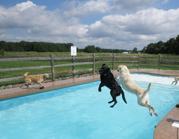 Dog Pool Party 