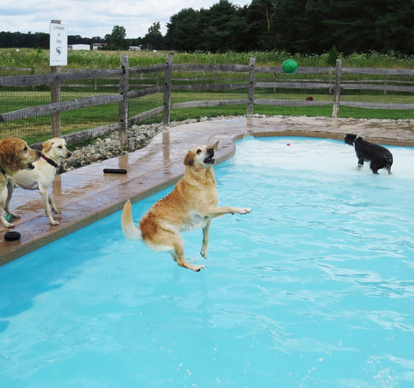 Dog Pool Party 