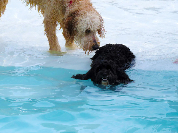 Dog Pool Party 