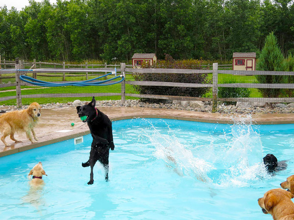 Dog Pool Party 